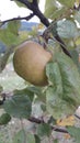 Apple kozara fruit on branches apple tree in orchard organiv