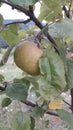 Apple kozara fruit on branches apple tree in orchard organiv