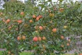 Apple laden branches ripe for picking