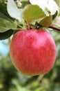 Apple large Mature on a branch in the garden close-up in the daytime. Royalty Free Stock Photo