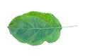 Apple leaf Royalty Free Stock Photo