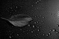 Apple leaf on a black background close-up. water drop. for design
