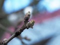 An Apple leaf blooms in early spring from a Bud on a branch. Royalty Free Stock Photo