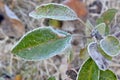 Apple Leaf Frost 02