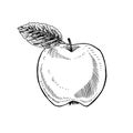 Apple with leaf, hand drawn gravure style, vector sketch illustration