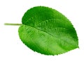 Apple leaf isolated Royalty Free Stock Photo