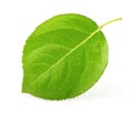 Apple leaf isolated Royalty Free Stock Photo