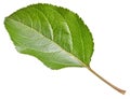 Apple leaf isolated on a white background Royalty Free Stock Photo