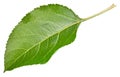 Apple leaf isolated on a white background Royalty Free Stock Photo