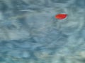 Apple leaf in the pool