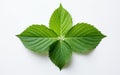 Apple Leaf Seen from Above on a White Background -Generative Ai