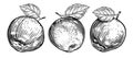 Apple with leaf set. Fruits drawings in engraving style. Hand drawn sketch illustration Royalty Free Stock Photo