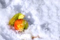 Apple and leaf under first snow Royalty Free Stock Photo