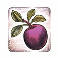 Vintage-inspired Apple Etching On White Background