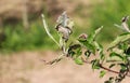 Apple leaves infected and damaged by fungus disease powdery mildew Royalty Free Stock Photo