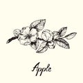 Twig with apple blossom and leaves, outline simple doodle drawing with inscription