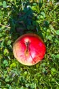 Apple lying in the grass Royalty Free Stock Photo