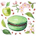 Apple macaron with green apple and apple blossom on a white background. Royalty Free Stock Photo