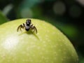 Apple Maggot Fly - Rhagoletis pomonella Royalty Free Stock Photo