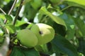 Apple maggot in fruits grows on the branch in early summer Royalty Free Stock Photo