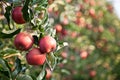 Apple (Malus domestica) Royalty Free Stock Photo