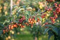 Apple (Malus domestica) Royalty Free Stock Photo