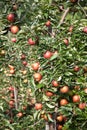 Apple (Malus domestica) Royalty Free Stock Photo