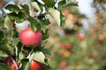 Apple (Malus domestica) Royalty Free Stock Photo