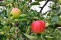 Apple Malus domestica Royalty Free Stock Photo