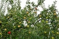 Apple Malus domestica, on the tree Royalty Free Stock Photo