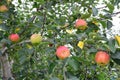 Apple Malus domestica, on the tree Royalty Free Stock Photo