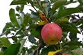 Apple Malus domestica, on the tree Royalty Free Stock Photo