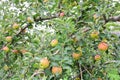 Apple Malus domestica, on the tree Royalty Free Stock Photo