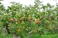 Apple Malus domestica, on the tree Royalty Free Stock Photo