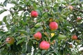 Apple Malus domestica, on the tree