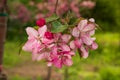 Apple Malus Rudolph tree, with dark pink blossoms in the blurred bokeh background. Spring. Abstract floral pattern Royalty Free Stock Photo