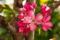 Apple Malus Rudolph tree, with dark pink blossoms in the blurred bokeh background. Spring. Abstract floral pattern Royalty Free Stock Photo