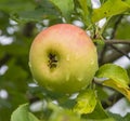 Malus Sieversii, wild crabapple from Kazakhstan Royalty Free Stock Photo