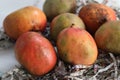 Apple mango or Ataulfo mango, is a variety of mango from the tropical regions Royalty Free Stock Photo