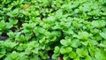 Apple mint on outdoor yard. Group of peppermint plants.