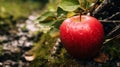 Raw And Earthcore-inspired Red Apple On Tree With Water Droplets