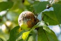 Apple moniliasis. The apple rot on the tree. Fruit rot of the apple tree. Diseases of fruit trees. Royalty Free Stock Photo