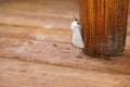 Apple moth on a chair leg Royalty Free Stock Photo