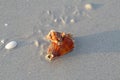 Apple murex snail eating a Florida fighting conch