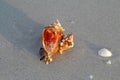 Apple murex snail eating a Florida fighting conch Royalty Free Stock Photo