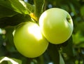 a ray of sunlight fell on ripe apples on a branch