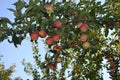 Apple. Home garden. House, field, farm, village