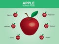 Apple nutrition facts, apple fruit with information, apple vector