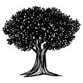 Apple Oak Tree Vintage Drawing Illustrations Royalty Free Stock Photo