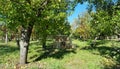 Apple orchard lanscape